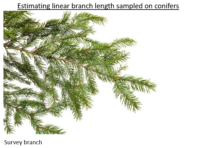 Estimating linear branch length gif